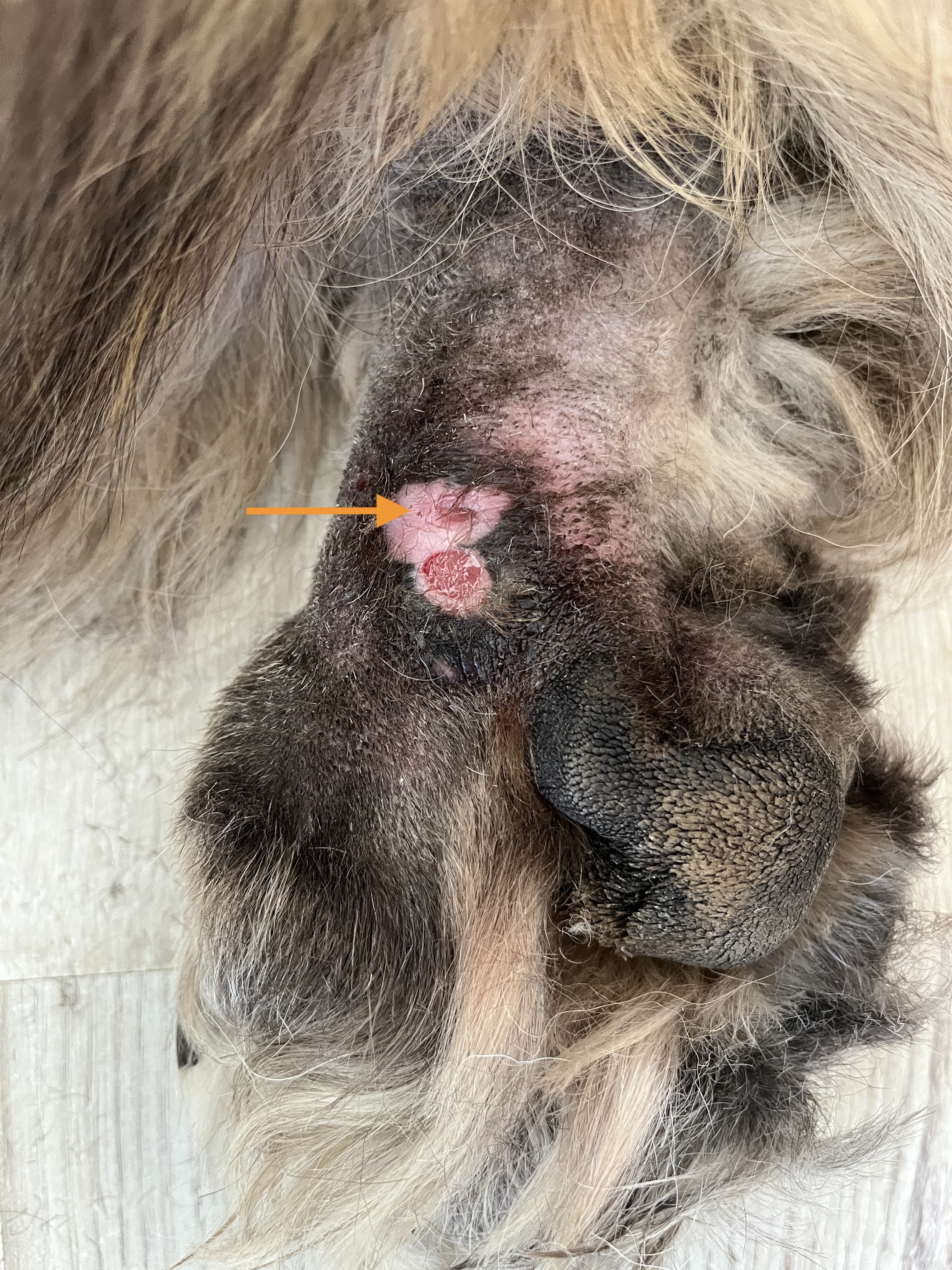 Foto wond MtPh II overgang RA Muk Verbakel 30 07 2025