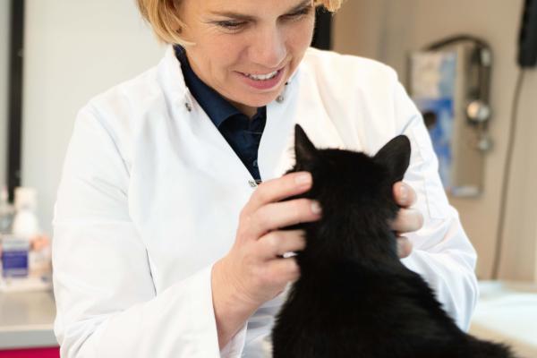 Bouvien Onderzoekt Poes